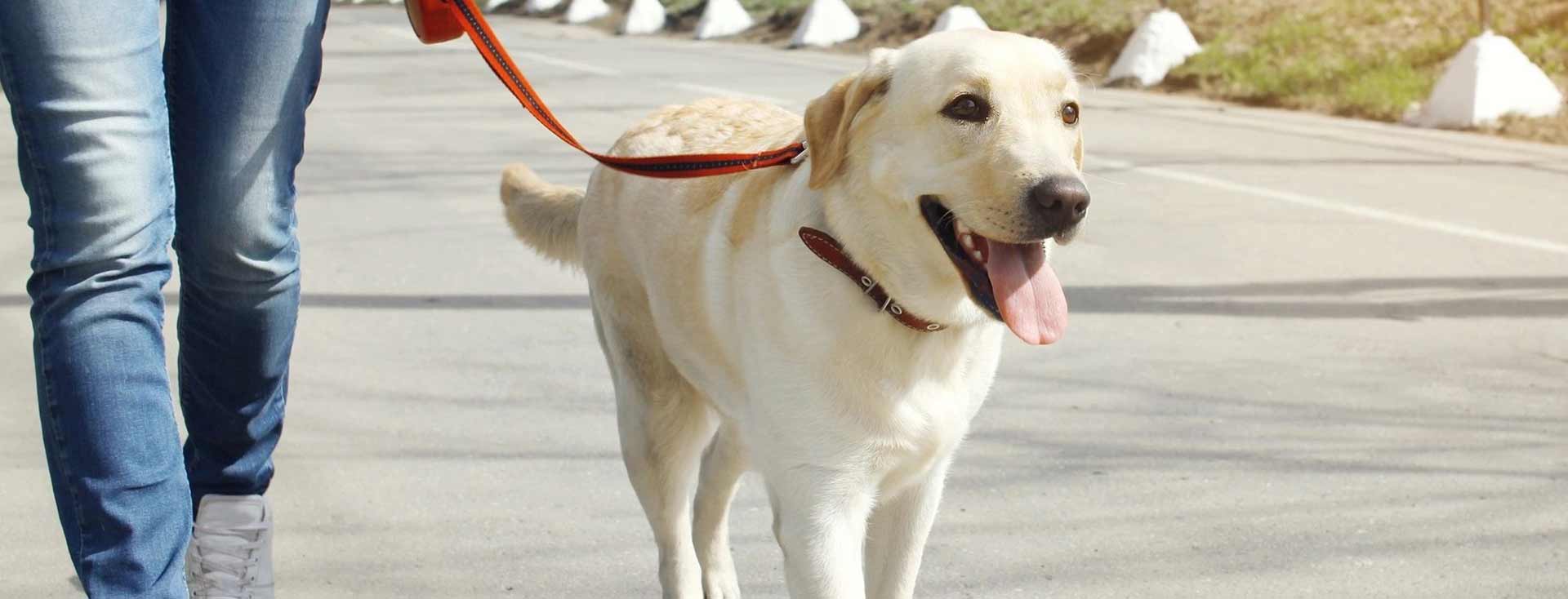 Owner and labrador retriever dog walking in the city