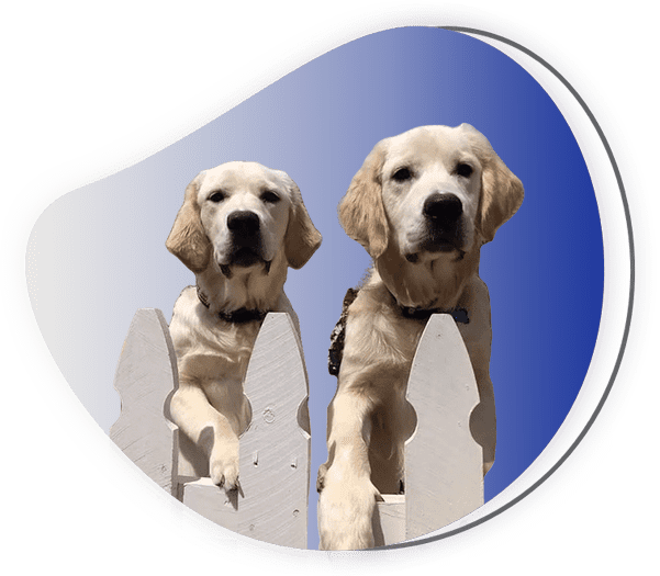 TruCare Pet Sitting & Dog Training