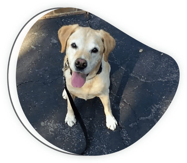 TruCare Pet Sitting & Dog Training