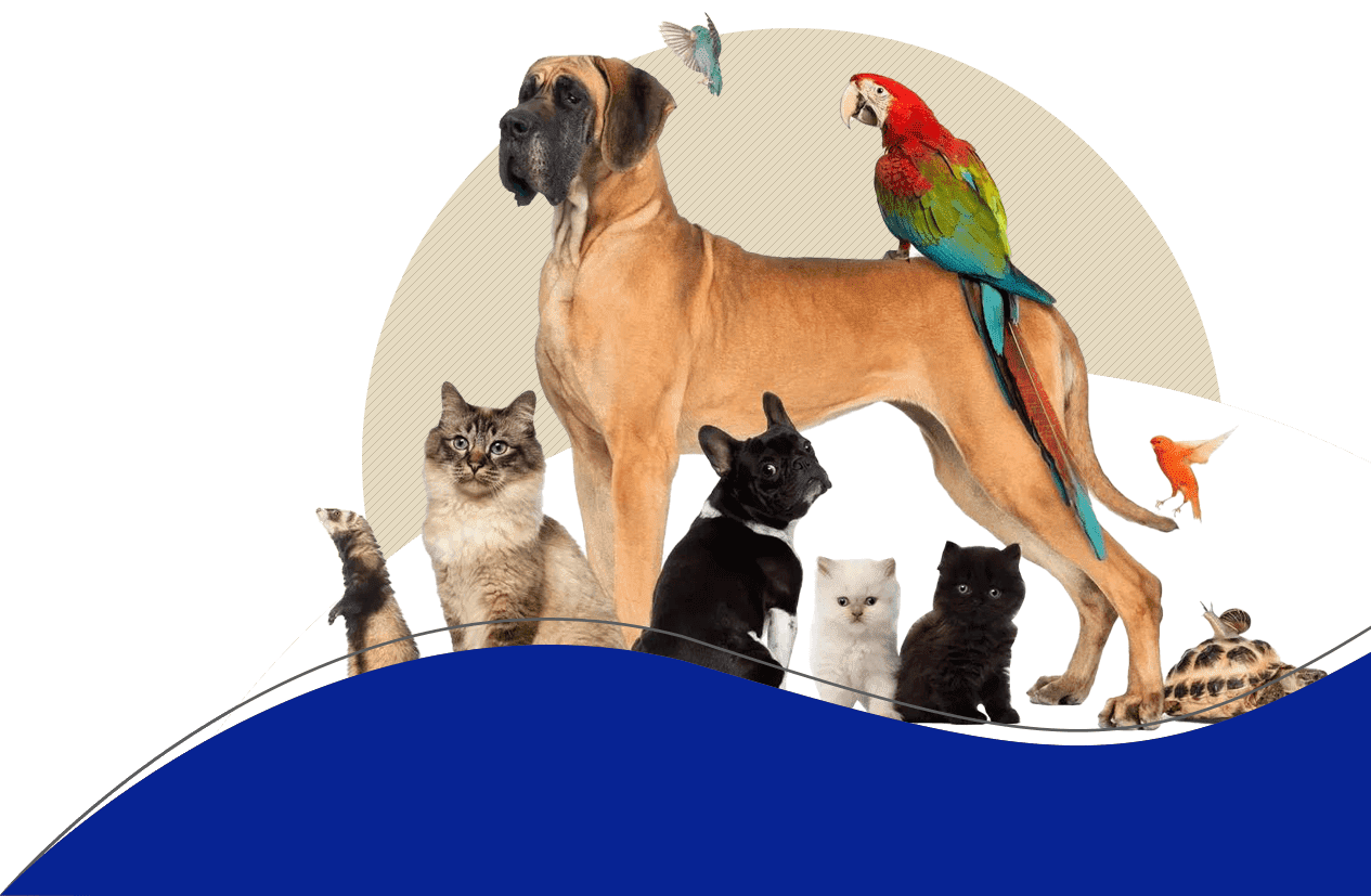 TruCare Pet Sitting & Dog Training